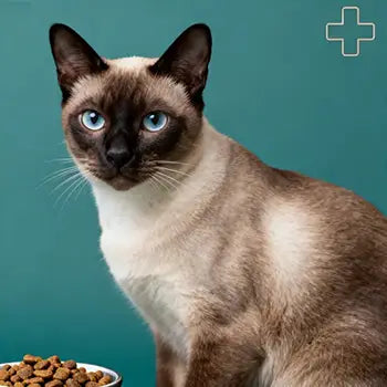 Diete Veterinare Uscate Pisici