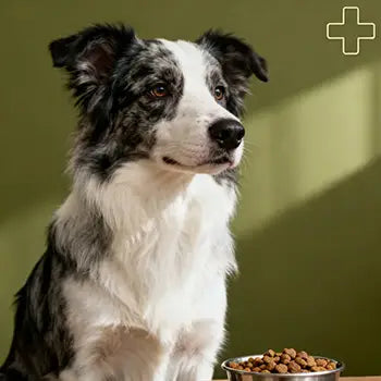 Diete Veterinare Uscate Câini